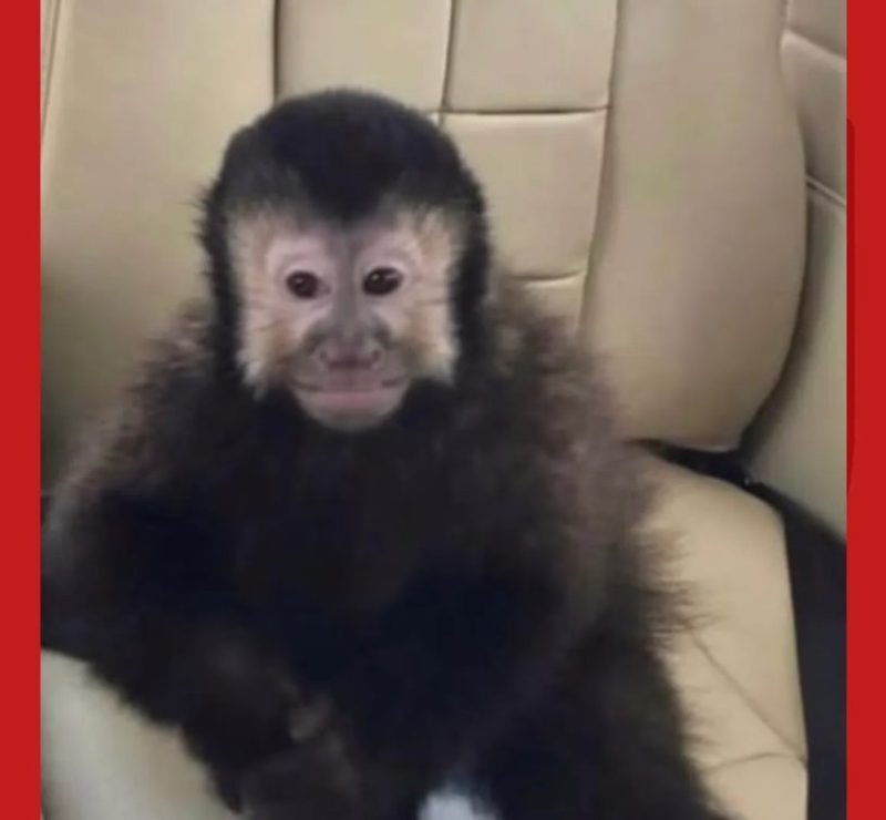 Morre macaco-prego que invadiu casas em condomínio de alto padrão em Salvador