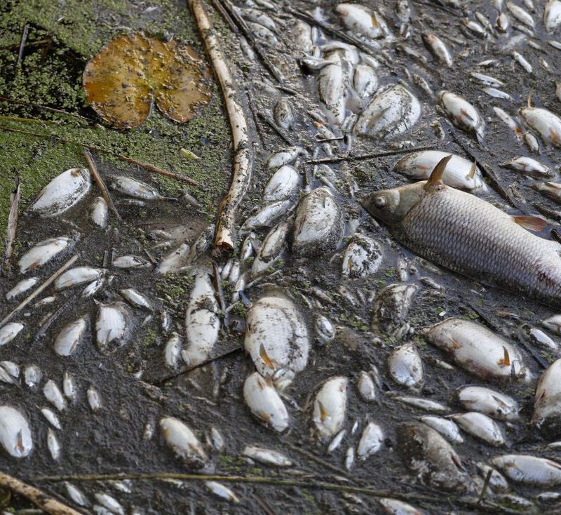 Mortandade de peixes em igarapé preocupa comunidades da zona rural de São Luís