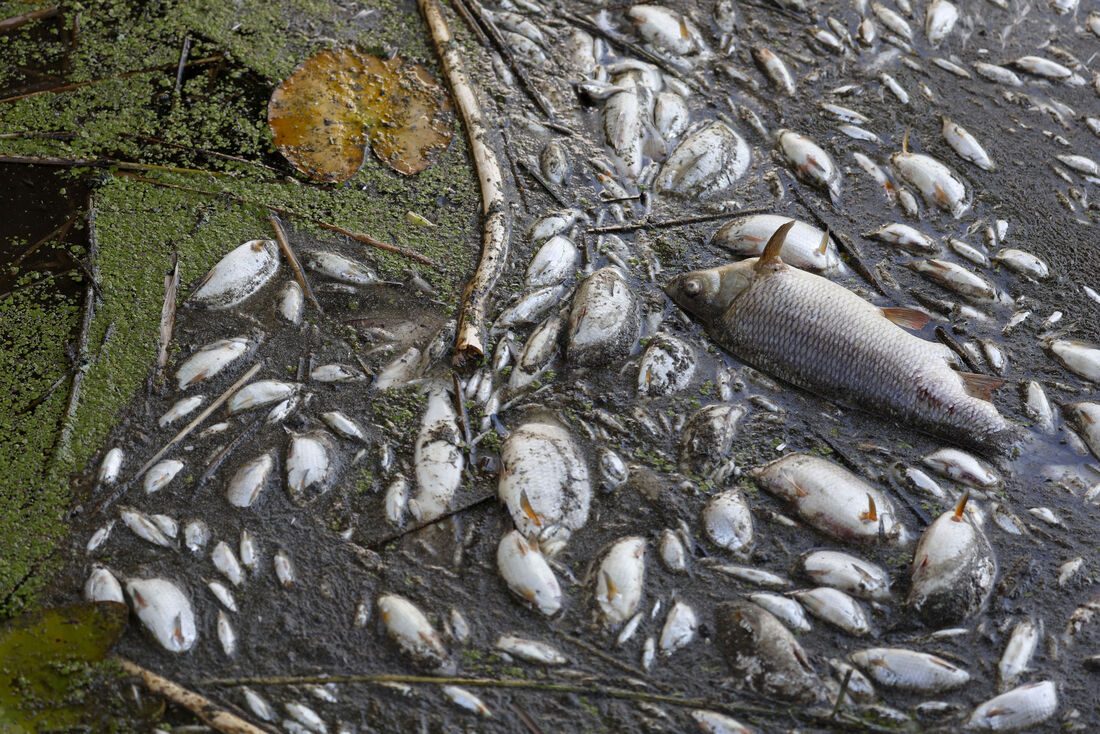 Mortandade de peixes em igarapé preocupa comunidades da zona rural de São Luís