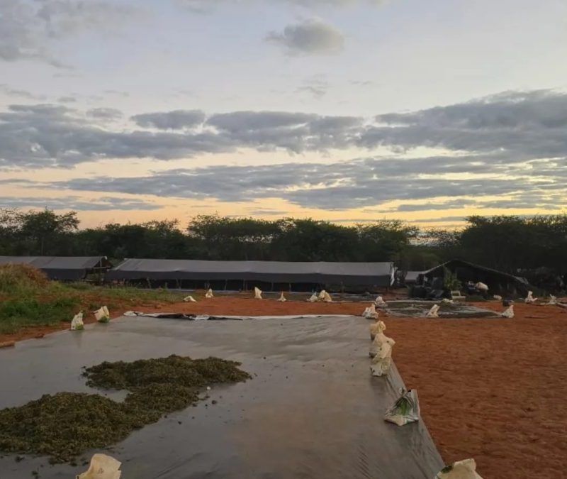 MP denuncia cinco pessoas por manter plantação de 290 mil pés de maconha no Ceará