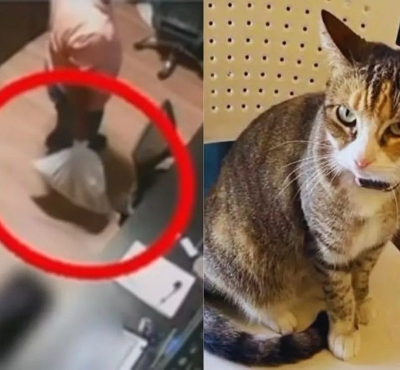 MP denuncia dupla por morte de gata em academia de Maceió