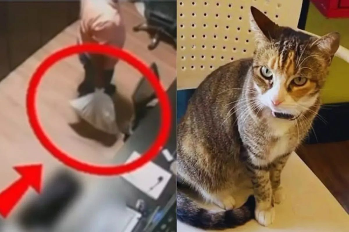 MP denuncia dupla por morte de gata em academia de Maceió
