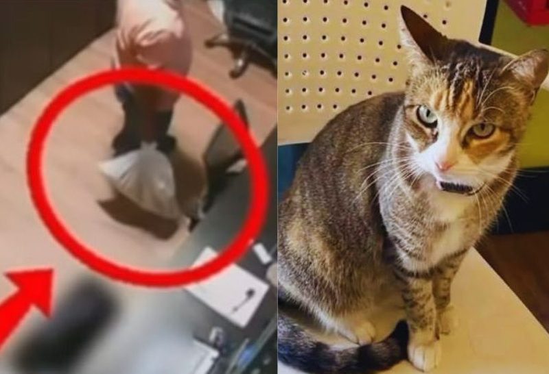 MP pede prisão de ex-funcionários de academia suspeitos de matar gata em Maceió