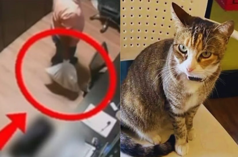 MP pede prisão de ex-funcionários de academia suspeitos de matar gata em Maceió