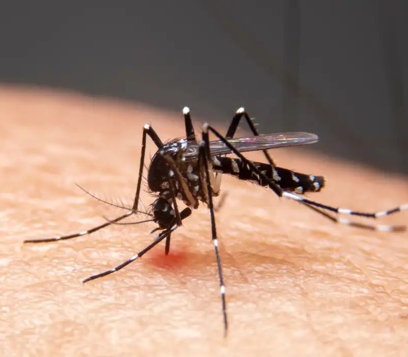 Mudanças climáticas já causam aumento de doenças infecciosas no país