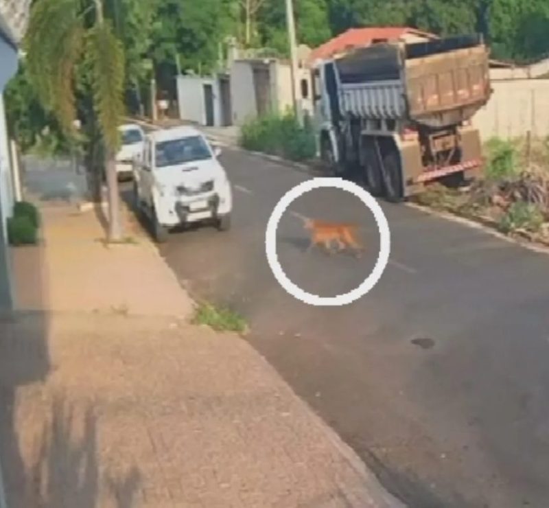Onça é filmada andando tranquilamente por rua em cidade de Goiás; vídeo