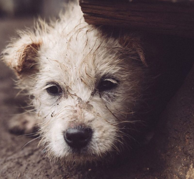 Pais podem ser punidos por maus-tratos a animais cometidos por filhos menores em Curitiba
