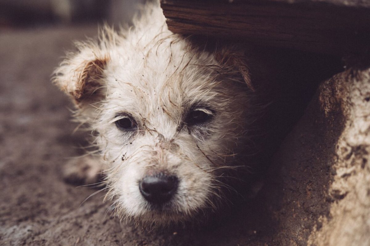 Pais podem ser punidos por maus-tratos a animais cometidos por filhos menores em Curitiba