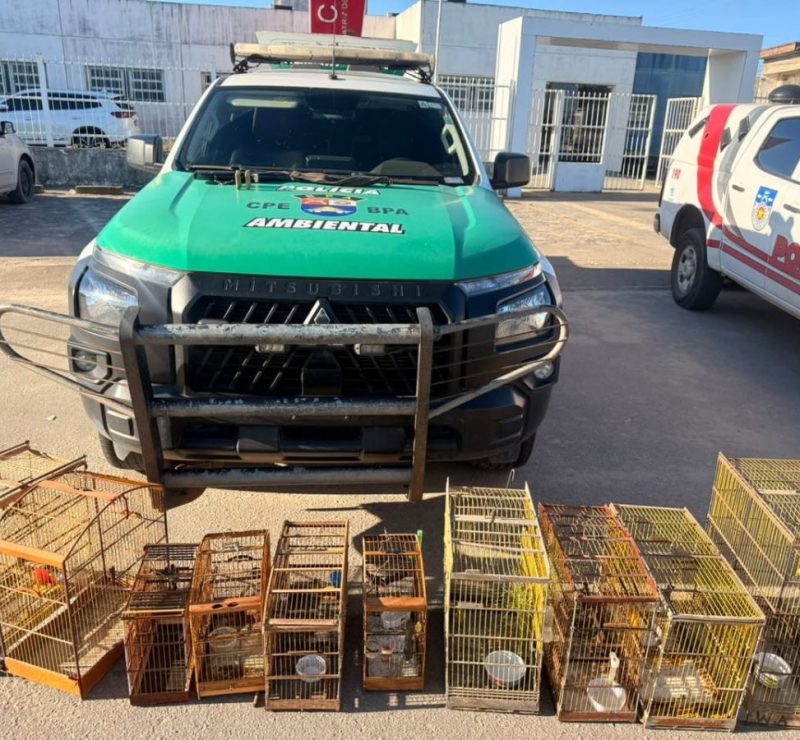Polícia apreende centenas de animais silvestres durante operação em Alagoas