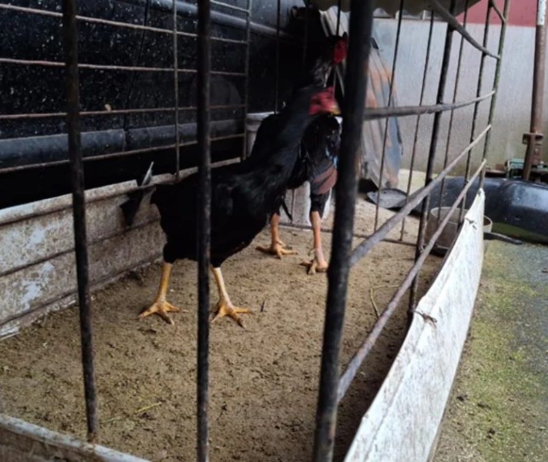 Polícia resgata galos que eram usados para rinhas em bairro nobre de Curitiba