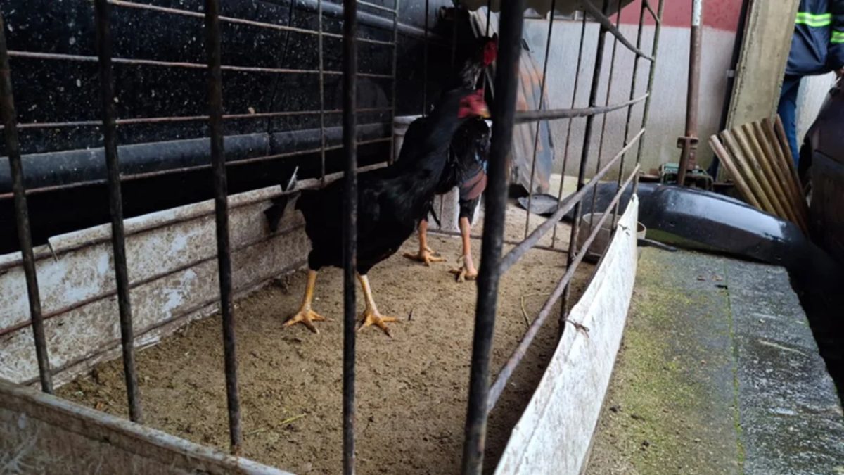 Polícia resgata galos que eram usados para rinhas em bairro nobre de Curitiba
