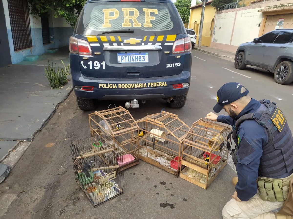 PRF resgata quatro aves silvestres mantidas em cativeiro irregular em Imperatriz