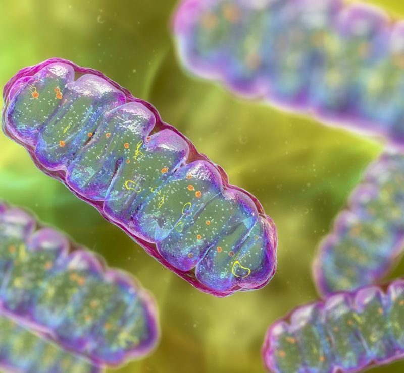 Proteína encontrada nos músculos pode ser novo alvo contra diabetes tipo 2