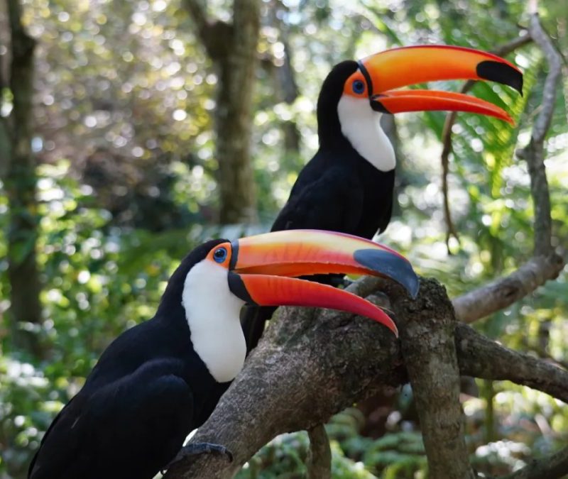 Roteiro acessível em Foz do Iguaçu para idosos