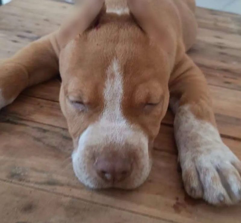 Saiba como denunciar maus-tratos contra animais em Alagoas