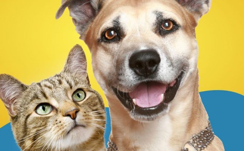 São Luís prepara campanha de vacinação contra a raiva para imunizar 129 mil animais