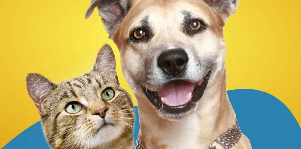 São Luís prepara campanha de vacinação contra a raiva para imunizar 129 mil animais