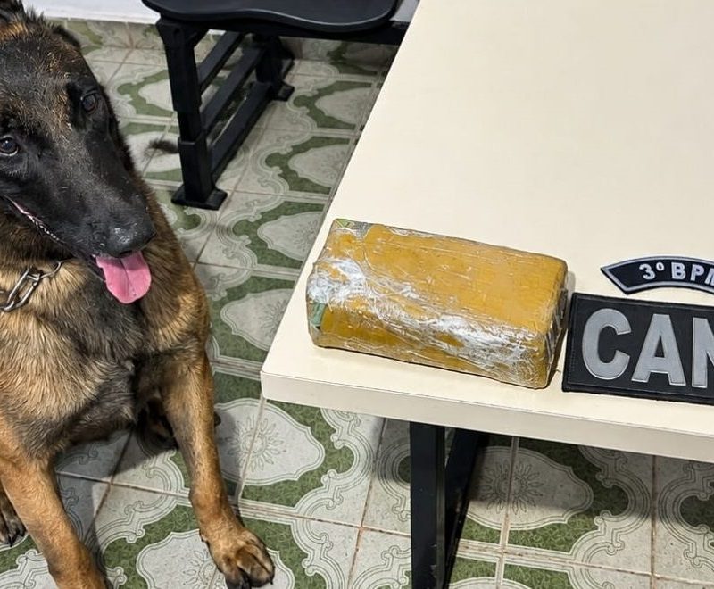 Tablete de droga é encontrado em casa abandonada após denúncia de tráfico em Arapiraca