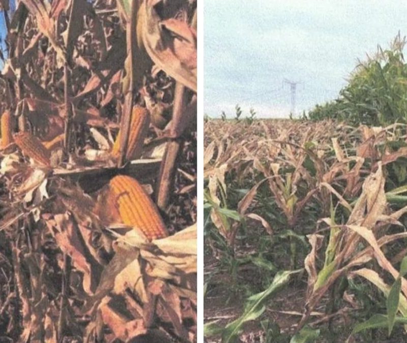 Trabalhador causa prejuízo de quase R$ 1 milhão após usar produto errado e destruir lavoura de milho em Goiás