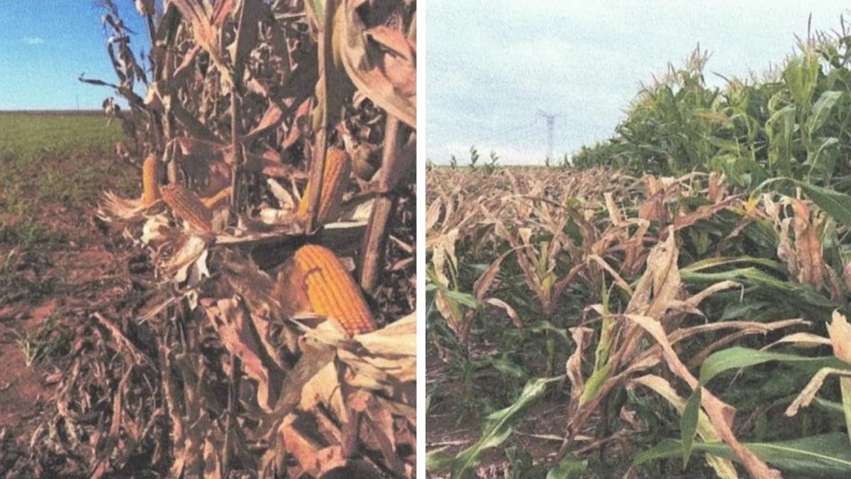 Trabalhador causa prejuízo de quase R$ 1 milhão após usar produto errado e destruir lavoura de milho em Goiás