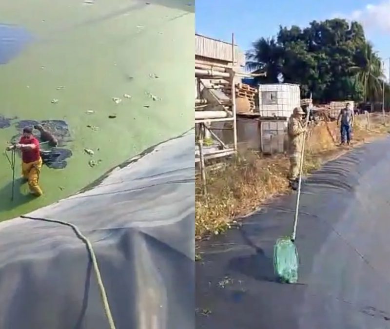 Vídeo: bombeiros resgatam quatro cães de reservatório na Grande Fortaleza