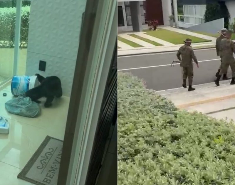 VÍDEO: Macaco de Marcell Moraes é resgatado em condomínio de luxo de Salvador