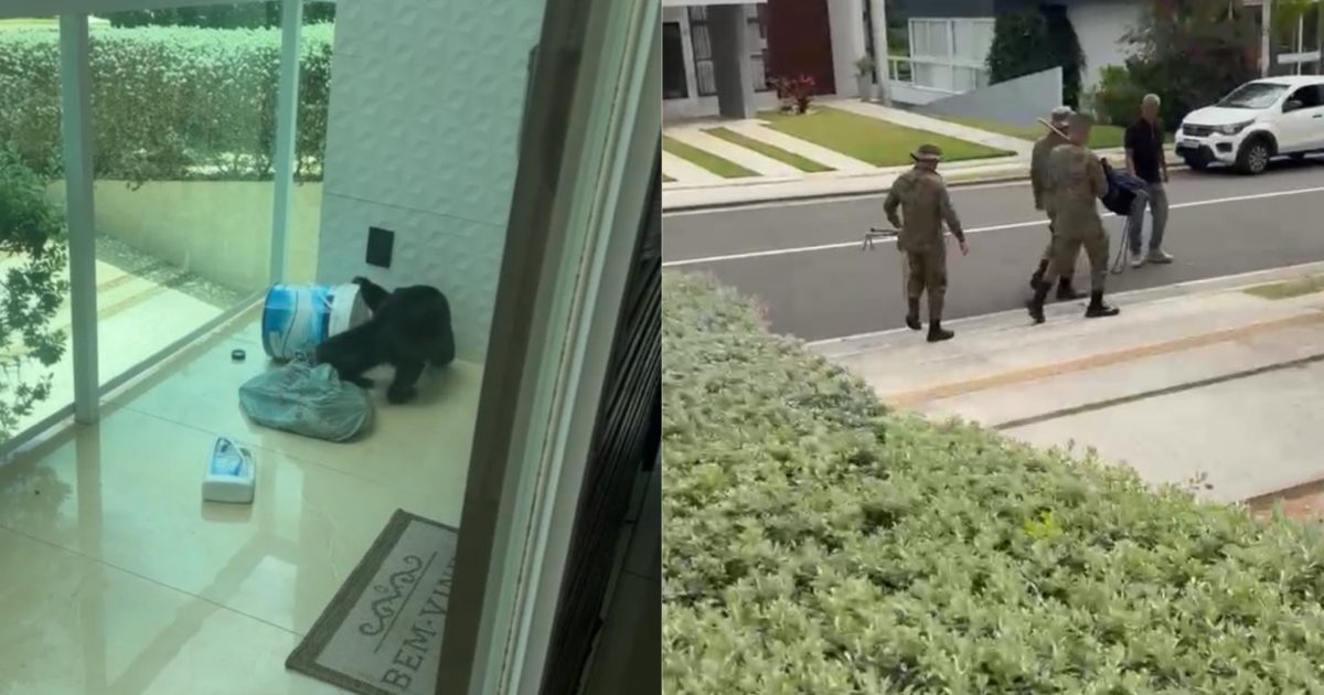 VÍDEO: Macaco de Marcell Moraes é resgatado em condomínio de luxo de Salvador