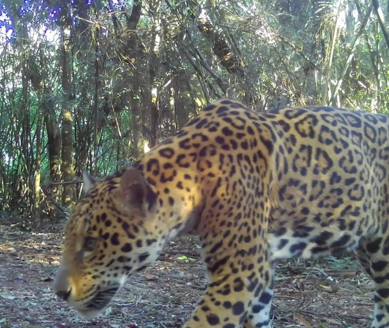 VÍDEO: nova onça-pintada é flagrada em parque nacional no Paraná e recebe nome que significa ‘estrela’ em guarani